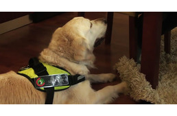 Ő az első hallássegítő kutya Magyarországon!