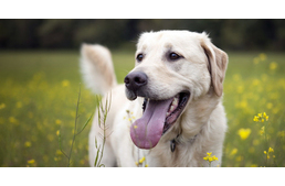 Új ellenszer kerülhet a boltokba a kullancsok ellen