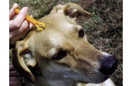 Tavasszal jön a kullancsszezon!