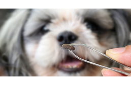 Nem beszélhetünk többé kullancsszezonról - egész évben támadnak a kullancsok