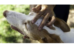 Megkezdődött a kullancsszezon - legfontosabb a megelőzés!