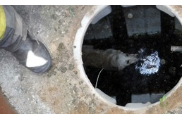 Aknába esett kutyát mentettek sikeresen a tűzoltók