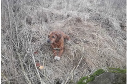 Tíz méter mély kútból mentettek kutyát a tűzoltók