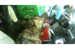 Hajszálon múlt a tragédia: forró autóból mentettek kutyát a cseh rendőrök