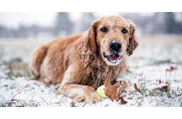 Készüljetek: kutyahideg jön!