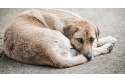 7 év börtönt is kaphat, aki nem biztosít menedéket a fagy elől kutyájának