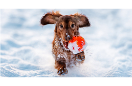 Védd a tappancsot télen is!