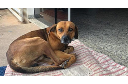 4 hónapon át várta halott gazdája visszatértét a kutya a kórház előtt