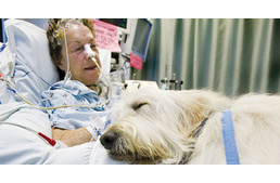 Egy kanadai kórház, ahol megengedték, hogy a betegekhez bevigyék háziállataikat
