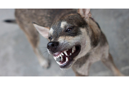 Domináns viselkedésnél vajon segíthetnek-e a gyógynövények?