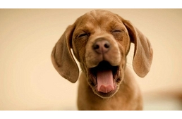 Tudta ezt a kutyájáról?