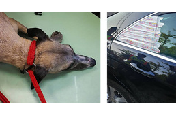 Forró autóban hagyott kutyát mentettek Budapesten