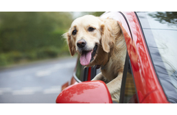 Balesetet okozott a gazdi, aki vezetés közben kutyájával foglalkozott