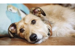 Kutyaegészség - A 10 leggyakoribb probléma, melyről tudnunk kell