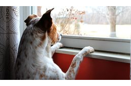 Jó-e, ha megsimogatjuk kutyánkat mielőtt magára hagyjuk?