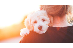 Megtört szív szindrómát diagnosztizáltak egy nőnél kiskutyája halála után