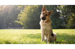 Kutyáink többre emlékeznek, mint hisszük!