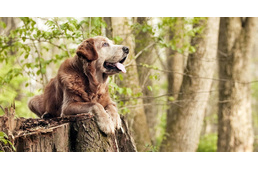 Ezeken a területeken lesz erdőlátogatási tilalom 2016 őszén