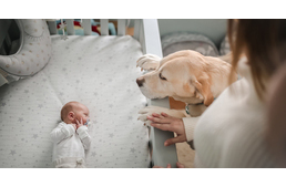 Baba érkezik a családba – de mit szól hozzá a kutya?