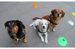 Falkavezér, barát, „ledominálás”, család… Vezetni kell a kutyát?