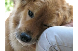 Irigy kutya! Majd' megőrül a féltékenységtől