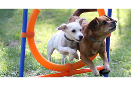 Tréner a kutyának? Minek? Videókból is lehet tanítani…