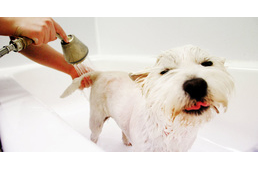 Kutyaápolás  - így csináld stresszmentesen