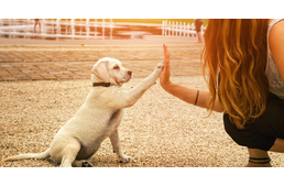 Mitől lesz kiegyensúlyozott a kutya-gazdi kapcsolat?