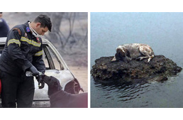 Tűzvész Görögországban - az állatokat is menekítik