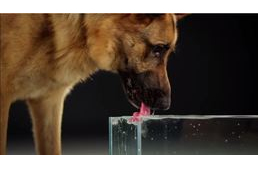 Hogyan isznak a kutyák?