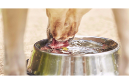 Mekkora a kutyák vízigénye?