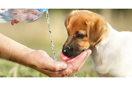 Forró napok jönnek - ügyeljünk kutyánk egészségére!