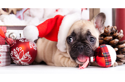 Kisállatot karácsonyra? Ezeket gondold végig, mielőtt döntesz!