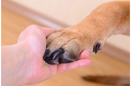 Komoly sérülések, betegségek forrása lehet a túl hosszú kutyakarom