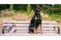 A Facebook ezt is megmondja: milyenek valójában a kutyás és a macskás gazdik