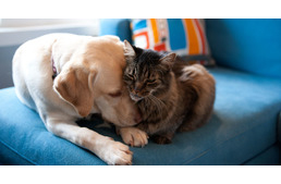 Egy spanyol kisváros, ahol az állatok ugyanolyan jogokat kaptak, mint az emberek