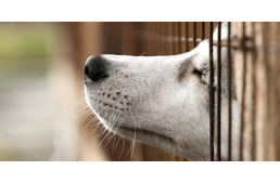 Új szabályok születhetnek az állatkínzások megakadályozásáért