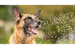 Kánikula - így segítsünk kutyánknak átvészelni a hőséget