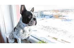 Mennyire jó a fűtés a kutyáknak?