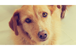 Kutyaszerű robotok élnek majd velünk a jövőben?