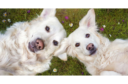 Tegyük jobbá az életüket! Nagyszabású rendezvény négylábú társainkért