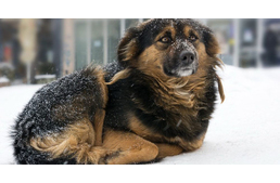 Nehéz helyzetben az állatvédelem: több száz állat várja fedél nélkül a telet