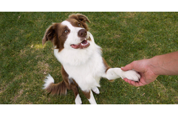 Kutyás Flashmob készülődik Budapesten!