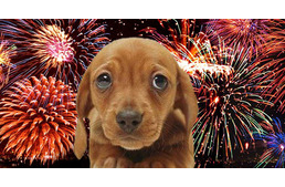 A REX ügyeletet vállal az ünnepi hétvégén!