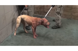 Tiltott állatviadal szervezőit fogta el a TEK