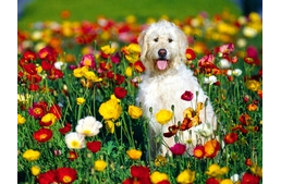 Virágot, csak az illatáról!