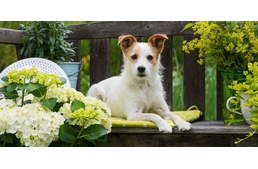 5 mérgező szobanövény, amivel jobb, ha vigyázol!