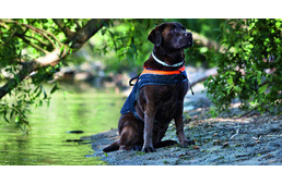 Miként biztosíthatod kutyádnak a napi mozgásigényét 30 perc alatt, avagy hogyan maximalizáljuk a kutyasétáltatással eltöltött hasznos időt?