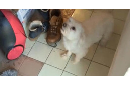 Megmentette gazdái életét egy kutya Hódmezővásárhelyen