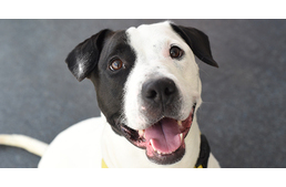 Szebb jövőt építenek a kutyáknak és kutyásoknak - segítsetek egy-egy szavazattal!